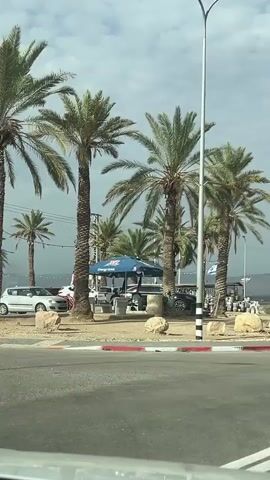 The video shows a view from inside a moving car. Outside, there are palm trees along the side of a road. A few camels with red and black blankets draped over them are standing still near the trees. The driver is a man with a red beard wearing sunglasses. In the background, there's a building and a collection of barrels or similarly shaped objects. The sky is overcast.