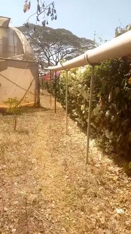 The video shows a sunny outdoor scene. A greenhouse is visible to the left. To the right, a series of metal supports hold up a white PVC pipe. Colorful bougainvillea vines, including white, red, and pink varieties, grow alongside the pipe. The ground is covered in dry grass and leaves. The camera moves along the pipe and looks up to view the flowers.