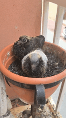 Pigeon chicks huddle together in potted plant in Rubí