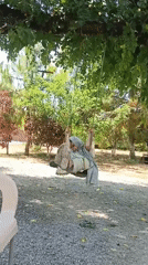 Rural Pakistani family life documented in morning scenes