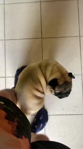 The video shows a fawn pug dog interacting with a person's legs, which are clad in navy blue socks with a pattern. The scene appears to be indoors, on a light-colored tiled floor. The pug is seen in various poses: sitting, rolling, and nuzzling against the person's leg and sock. The camera is held at a high angle, looking down at the interaction. The video is short, with timestamps indicating a duration of about four seconds.