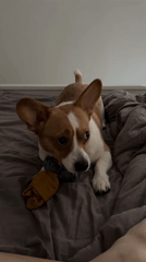 Small dog plays with toys on bed in Moscow
