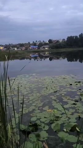 The video shows a calm lake with lily pads floating on the surface. In the distance, there is a shoreline with trees and some houses. The sky is overcast, and the light suggests it is either early morning or late evening. The reflection of the houses and trees is visible on the still water. Tall grasses and reeds are growing in the foreground of the lake.