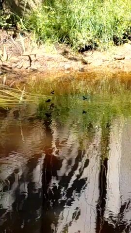 This is a short video clip filmed at Skuķīši, Latvia, showing a shallow, murky body of water, likely a stream or pond. The water has a reddish-brown hue, suggesting sediment or dissolved organic matter. Several small, dark insects, possibly water striders or small flies, are visible on the surface of the water, moving erratically. Some of these insects are black, while one appears to be a brighter blue. Reeds and tall green grass grow along the bank of the waterway, with dry, brown vegetation also present. The reflections in the water are distorted by ripples, but they suggest the presence of trees and possibly some man-made structures, although these are not clearly discernible. The sunlight hitting the scene indicates it is daytime, likely mid-morning or afternoon, and the bright green of the grass suggests a season of growth, possibly spring or summer. The overall mood is tranquil and natural, focusing on the small details of the aquatic environment and the life within it. There is no visible text in the video.