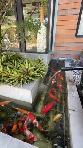 A koi pond filled with numerous colorful koi fish is being refilled with water from a black hose held by an unseen person. The pond is a long, rectangular structure with a rock border on the right side. Lush green plants with purple accents grow along the left edge of the pond, in front of a large window. The background shows a building with a wooden exterior. The water is murky, with some algae visible. The koi fish are a mix of orange, white, black, and red.