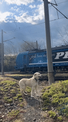 Woman and white dog spend afternoon at Lozarevo park