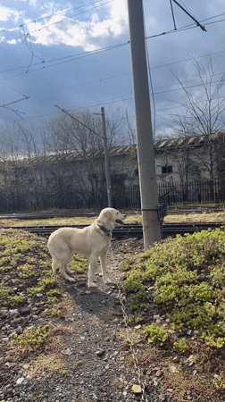 Woman and white dog spend afternoon at Lozarevo park