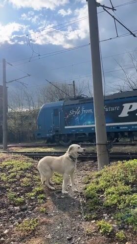 Woman and white dog spend afternoon at Lozarevo park