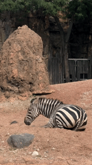 Zebra takes a rest in its Chicago zoo enclosure