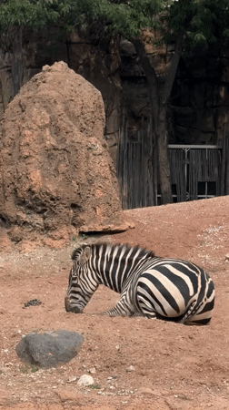 Zebra takes a rest in its Chicago zoo enclosure