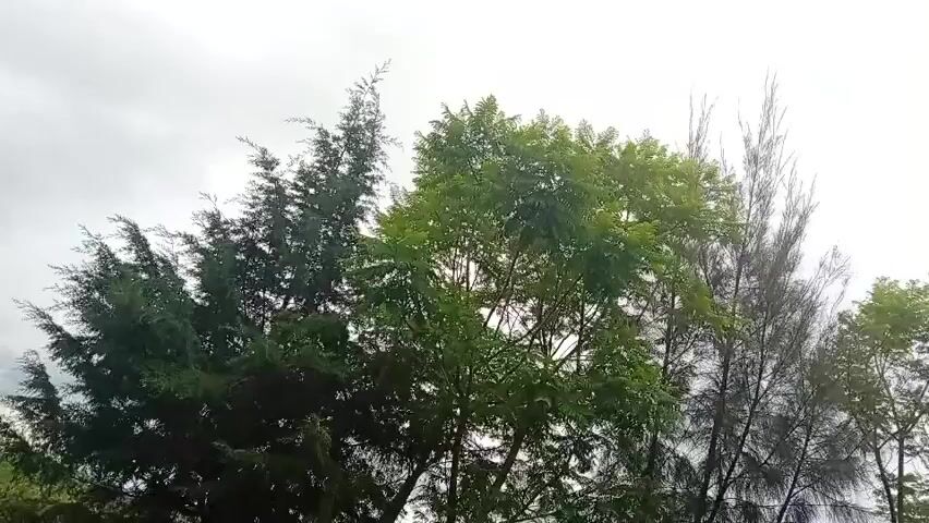 The video begins with a shot of trees against a cloudy sky. The camera then pans to the left, revealing more trees and vegetation. The scene appears to be outdoors, possibly in a natural setting. The lighting suggests it might be overcast or late in the day. There are no people or animals visible in the frame. The foliage is dense, with a mix of evergreen and deciduous trees. The ground is covered with grass and some rocky areas. The overall atmosphere is calm and serene.