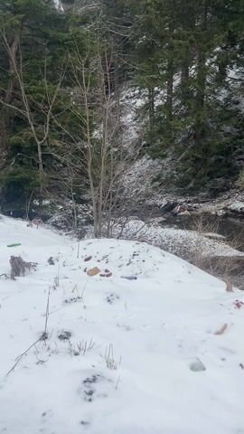 The video shows a snowy riverbank in a forest. The ground is covered in snow, with some exposed rocks and leaves visible. A small river flows through the scene, partially obscured by snow-covered rocks. The river is surrounded by trees, mostly evergreens, some with snow on their branches. The overall impression is a quiet, wintry landscape.