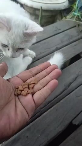 A person's hand, palm up, holds a pile of cat kibble. A white cat with pink ears and a fluffy white tail approaches the hand and sniffs the kibble. The hand and cat are positioned on a wooden surface, which appears to be a deck or porch. In the background, a white planter and some greenery are visible. The lighting suggests it is daytime.