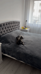 French bulldog's daily routine documented in Ternopil home