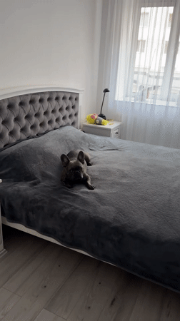 French bulldog's daily routine documented in Ternopil home