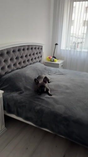 French bulldog's daily routine documented in Ternopil home