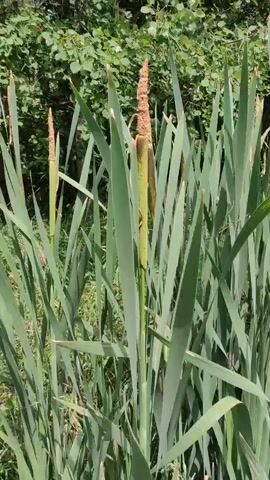 The video pans across a patch of cattails growing in a natural environment. The cattails are tall and green, with brown, cylindrical seed heads at the top. The background consists of lush green foliage and trees, suggesting a wetland or waterside location. The camera movement is slow and steady, allowing the viewer to take in the details of the plants and their surroundings. There are no people or animals visible in the video.