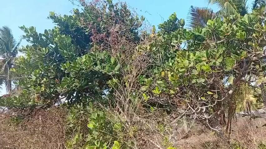 The video pans across a dense thicket of trees and bushes, with the sky visible in the background. The foliage is predominantly green, with some dry, brown branches interspersed throughout. The leaves of the larger trees are broad and waxy, suggesting a tropical or subtropical environment. There are no people or animals visible in the frame. The ground appears to be dry and sandy or dusty. The lighting suggests it is daytime, likely morning or afternoon. The overall impression is of a natural, undeveloped outdoor scene.