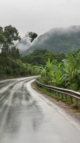 A wet, winding road curves to the left through a lush, green landscape. The road surface is dark and reflective, indicating it is wet from rain. A metal guardrail runs along the right side of the road, separating it from a densely vegetated area. Large, broad-leaved plants, possibly banana trees, dominate the right side of the frame, their vibrant green leaves contrasting with the muted tones of the surroundings. Beyond the foliage, rolling hills covered in dense green trees rise into a misty, overcast sky. The mist partially obscures the peaks of the mountains, adding a sense of depth and atmosphere to the scene. The overall impression is one of a humid, natural environment during or after a rainfall. There are no people or vehicles visible in the frame.