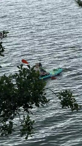 Two people and a dog are on a paddleboard in the water. One person is paddling the board, and the other person is sitting behind them, holding the dog. The dog is wearing a life vest. The paddleboard is green and yellow and has the word "SKADDLES" written on it. The water is choppy, and there are trees on the shore in the foreground.