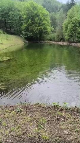 The video depicts a small, circular pond surrounded by lush green trees. The water appears slightly green and murky, with visible ripples on the surface. The shoreline is covered in grass and small plants. The environment is peaceful and natural, suggesting a serene outdoor setting.