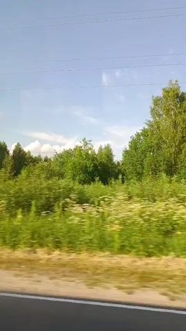 A video shows a view from a moving vehicle of a rural landscape on a sunny day. The scene consists of a dense green forest line in the background, with a field of tall green grass and white wildflowers in the foreground. A road surface is visible at the bottom of the frame. The sky is blue with a few scattered white clouds and power lines.