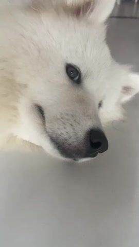 A close-up shot of a white dog's face. The dog is lying down, and its head is tilted to the side. The dog's eyes are open and looking at the camera. Its nose is black and wet. Its mouth is slightly open, revealing a pink tongue. The dog's fur is white and fluffy. The background is blurry and appears to be a light-colored surface. The video is short and features a few seconds of footage.