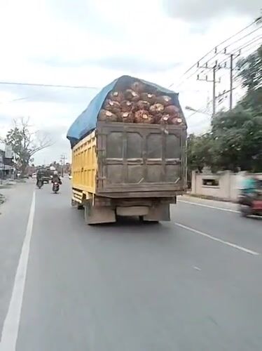 Palm fruit truck travels through Keudebayu, Indonesia