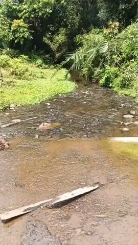 The video shows a shallow, slow-moving stream flowing through a natural, green environment. The stream bed is rocky and muddy, with some debris visible in the water. Lush green vegetation, including trees and tall grass, lines the banks of the stream. A fallen piece of wood rests across the stream in the foreground. The overall impression is one of a serene and undeveloped natural landscape.