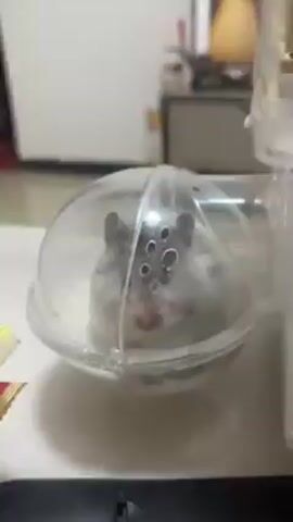 A close-up video shows a hamster in a transparent plastic ball with air holes. The hamster has gray and white fur and dark ears. A finger briefly touches the plastic ball near the hamster’s face. The background is a room with a light-colored wall, a cabinet with decorative items, and a black object partially visible at the bottom of the frame.