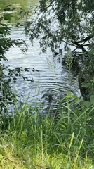 Lazy summer day at a Chaikovsky dacha — soccer, dogs, ducks