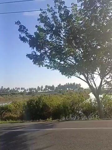 The video shows a landscape with a clear blue sky. In the foreground, there is a paved road. Beyond the road, there is lush green vegetation, including bushes and trees. In the middle ground, there appears to be a body of water or a wet area, and further in the background, a line of palm trees stretches across the horizon. A tall, slender pole is visible in the middle of the frame at one point, and a large tree with a thick trunk and leafy branches is seen towards the end of the clip. The lighting suggests it is daytime, possibly morning or late afternoon, given the angle of the sun. There are no people or animals visible in the video. The overall impression is of a rural or natural setting.