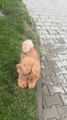 Ordinary afternoon moments captured across Sofia neighborhoods