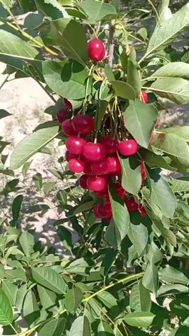 A close-up shot shows a branch of a cherry tree laden with ripe red cherries. The cherries are clustered together, hanging from thin stems. Lush green leaves surround the fruit, creating a vibrant contrast. The background is softly blurred, suggesting a sunny outdoor environment, possibly a garden or orchard. The camera pans slightly, offering a dynamic view of the cherry-laden branch and the surrounding foliage. The overall impression is one of abundance and the natural beauty of a fruit-bearing tree.