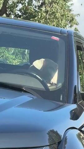 The video shows a black SUV with a dog visible behind the steering wheel inside the vehicle. The dog is light-colored and appears to be either sleeping or resting its head on the steering wheel. The car is parked outdoors, with trees visible in the background.  A red sticker is on the inside of the windshield.  Audio in Spanish can be heard in the background.