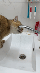 Golden cat drinks from bathroom faucet in Holon home