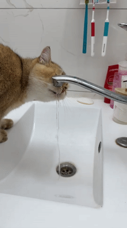 Golden cat drinks from bathroom faucet in Holon home