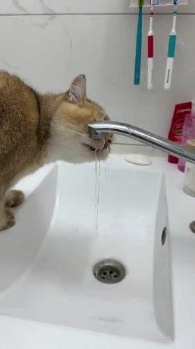 Golden cat drinks from bathroom faucet in Holon home