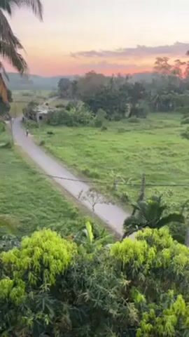 The video presents a landscape view from an elevated position, possibly a balcony or upper floor, looking out onto a lush, green rural scene. A paved road bisects the frame diagonally, leading away into the distance. A person is seen walking along the road in the distance. A scooter drives along the road. The surrounding fields are covered in vibrant green grass, dotted with trees and vegetation. In the foreground, dense foliage, including what appears to be mango trees, fills the lower portion of the frame, adding depth to the view. In the background, a vibrant sunrise or sunset paints the sky with soft pastel hues of pink, orange, and pale yellow. Palm fronds frame the left side of the shot, lending a tropical feel to the environment. The overall scene evokes a sense of tranquility and natural beauty.