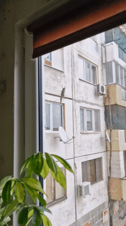Large grasshopper spotted on building wall in Chirpan, Bulgaria
