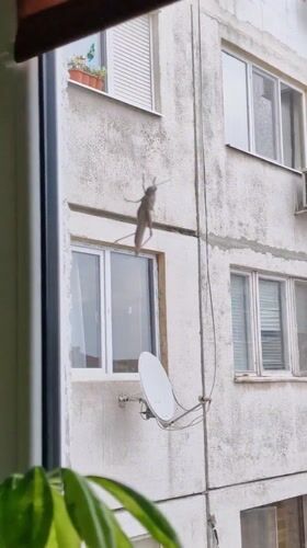 Large grasshopper spotted on building wall in Chirpan, Bulgaria