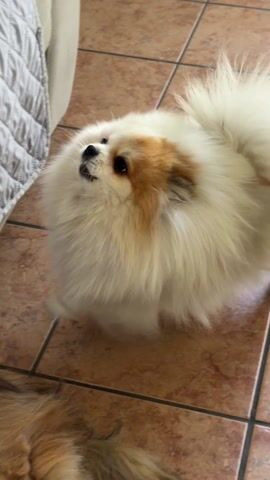 A small fluffy white dog with patches of tan hair on its head is lying on a tiled floor indoors. The dog is barking. To the dog's left is the edge of a light-colored couch with a quilted pattern.  The back end of a brown dog is visible in the bottom left corner of the frame. The tiled floor is light brown.