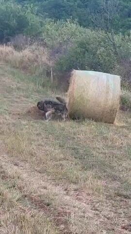 A large, shaggy dog with gray and black fur sniffs around a round hay bale in a dry, grassy field. The field is on a gentle slope with trees and bushes in the background. The sky is blue with some white clouds. The camera pans slightly to reveal more of the field and the dog.