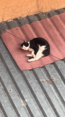 Cat sleeps on rooftop mat in Mexico City