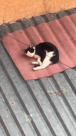 Cat sleeps on rooftop mat in Mexico City