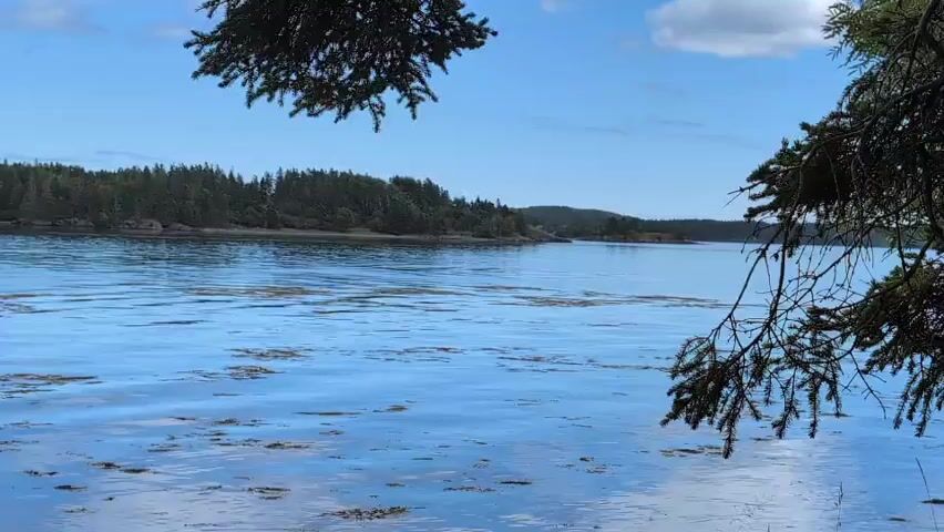 The video shows a scenic view of a body of water. In the foreground, there are tree branches from what appears to be a pine tree framing the shot on the right and left sides. The water itself is blue and calm, with some patches of seaweed or debris floating on the surface. In the background, there is a lush, tree-covered shoreline with rolling hills. The sky is blue with a few scattered white clouds. The overall impression is one of a peaceful, natural landscape.