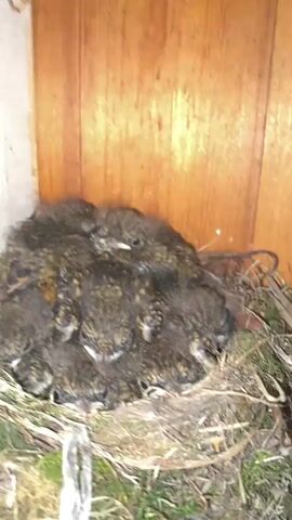 The image shows a close-up of a bird's nest containing several young birds, or fledglings. The fledglings are huddled together for warmth, their small bodies covered in downy feathers. They appear to be of a species with mottled brown and black plumage. The nest itself is constructed from twigs, grass, and moss, and is situated in what appears to be a man-made structure, possibly a birdhouse or a sheltered nook against a wooden wall. The wooden wall behind the nest has visible grain and appears to be old. The lighting suggests it is either early morning or late evening, or the area is dimly lit. There are no people visible in the image. The scene is one of natural domesticity, focusing on the vulnerability and growth of young birds in their environment. The location context, "Тальцы (иркутский), Russia", indicates the geographical setting.