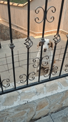 Park visitors document dogs, nature scenes during afternoon outing