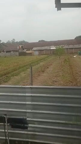 The video displays a rural landscape under an overcast sky. In the foreground, a corrugated metal fence runs horizontally across the bottom of the frame. Beyond the fence, there is a field with rows of crops, possibly rice paddies, and patches of dry soil. A single wooden post stands in the middle of the field. Further in the background, several long, low buildings with brown roofs are visible, suggesting a farm or industrial complex. A few trees, including palm trees, are scattered throughout the scene, and some smaller plants are present in the cultivated areas. The ground appears to be dirt and gravel. No people or animals are clearly visible in the video. The overall impression is of an agricultural or semi-rural setting on a cloudy day.