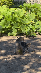 Tabby cats and kittens roaming a garden yard in rural Moldova